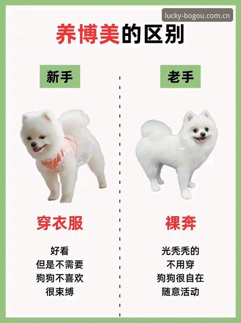 博狗网安全防护怎么样 博狗官方入口 vs 普通入口:安全防护哪家强?全面对比与实测体验